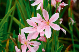 Image result for Hesperantha petitiana