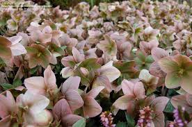 Or grow something more exotic like quince, casimiroa, fig or peacherine. Plantfiles Pictures Helleborus Hellebore Black Hellebore Christmas Rose Lenten Rose Ivory Prince Helleborus By Lehua Mc