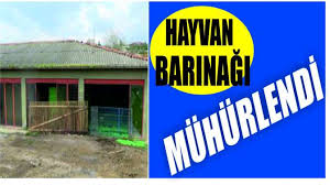Daricada Bir Hayvan Barinagi Muhurlendi Golge Gazetesi Kocaeli Haber Gebze Haber Darica Haber Dilovasi Haber Cayirova Haber