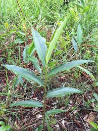 Image result for Aframomum alboviolaceum