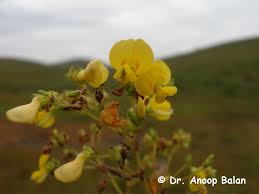 Image result for Smithia