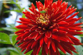 Access 157 trusted reviews, 28 photos & 41 tips from fellow rvers. Changing Trends In The Use Of Dahlia Flowers In Duluth Mn