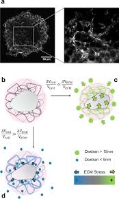 Which organelles are labeled g. Extracellular Matrix In Multicellular Aggregates Acts As A Pressure Sensor Controlling Cell Proliferation And Motility Elife