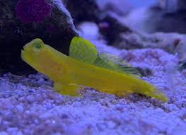 We did not find results for: Pairing A Yellow Watchman Goby With A Shrimp Fish Forum Nano Reef Community