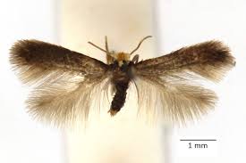 Image result for Stigmella roborella