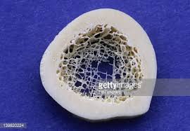Bones function to move, support, and protect the body, produce red and white blood cells, and store minerals. Compact Spongy Bone Cross Section Of A Long Bone Shows Compact Human Bones What Is Bone Marrow Cancellous Bone