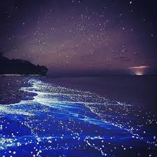 Bioluminescent Bay Puerto Rico Boat Tours 10 Vieques Puerto Rico Vieques Is A Caribbean Island Off Puerto Rico S Eastern Coast It S Known For Boat Tours Of Bioluminescent Bay Amazing Nature Bioluminescent Bay Puerto Rico