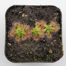 Image result for Drosera pilosa