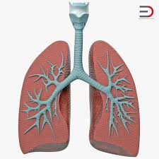 3d Lung Anatomy Dissection Model Model Lung Anatomy Human Body Projects Lunges