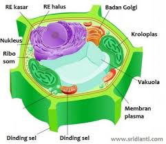 Organel Sel Tumbuhan Dan Fungsinya Sridianti Com