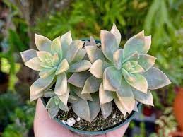 How does ghost plant succulent work. Graptopetalum Paraguayense F Variegata World Of Succulents