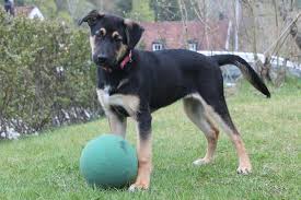 Baumwolle german shepherds is located in york, south carolina serving the carolina's and charlotte. German Shepherd Mix Vs Purebred Which Is Better Healthier