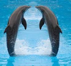 Which Pretty Little Liar Are You Dolphin Photos Dolphin Images Dolphins