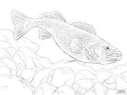 Walleye Fish Coloring Page Sketch Coloring Page Fish Coloring Page Coloring Pages Walleye Fishing