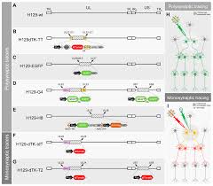 Our unique process combines art, science and technology to produce state of the art puzzles lasercut from wood. Ijms Free Full Text Anterograde Neuronal Circuit Tracers Derived From Herpes Simplex Virus 1 Development Application And Perspectives Html