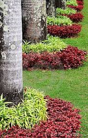 Color And Texture Two Types Of Shrub Non Flowering With Two Different Colors Planted A Landscaping Around Trees Landscaping With Rocks Backyard Landscaping