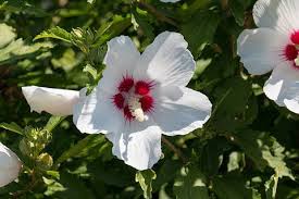 Image result for Hibiscus pusillus
