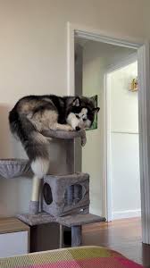 Husky takes over cat tree
