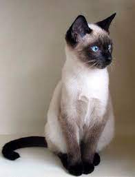 cat ears are responsible for a lot more than inspiring a trend of adorable headbands for humans pretty cats beautiful cats siamese kittens