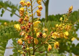 Image result for Fabaceae subfamily Caesalpinioideae