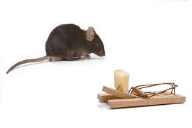Comment Se Debarrasser De Rats De Maniere Ecologique