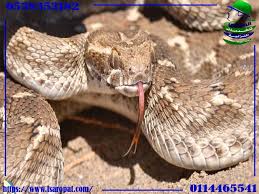 Maybe you would like to learn more about one of these? ÙƒÙŠÙ ØªØªØ®Ù„Øµ Ù…Ù† Ø§Ù„Ø«Ø¹Ø§Ø¨ÙŠÙ† ÙÙ‰ Ø¨ÙŠØªÙƒ 0538353182 ÙˆØ·Ø±Ù‚ Ø§Ù„Ø­Ù…Ø§ÙŠØ© Ù…Ù† Ø¯Ø®ÙˆÙ„ Ø§Ù„Ø«Ø¹Ø§Ø¨ÙŠÙ†