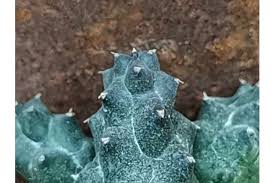 Image result for Duvalia