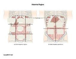 Human anatomy is the study of the structure of the human body anatomy quadrants organs (page 1). Identification Quiz Or Worksheet Covering The Nine Abdominal Regions And The Four A Medical Assistant Student Nursing School Notes Human Anatomy And Physiology