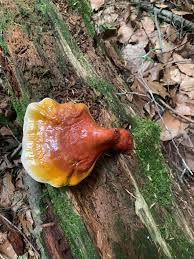 Image result for Ganoderma tsugae