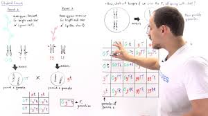 Dihybrid punnett square crosses for autosomal traits. Ak Lectures Dihybrid Cross Part Ii
