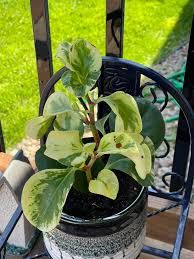 Image result for Peperomia bangroana