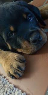 This rottweiler breeder directory lists rottweiler puppies for sale in illinois where you can find this page contains a list of all the rottweiler breeders in illinois that have decided to list with us. Pin On New Year And Pets