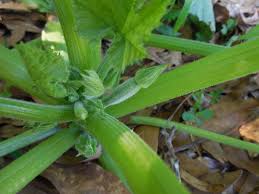 The female squash flowers are the only ones that will bear fruit, so they look very different from the fellas. Help My Baby Squash Are Shriveling And Dying Coffee To Compost
