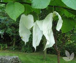 This is davidia involucrata, fondly known as the handkerchief tree. Davidia Involucrata Dove Tree Handkerchief Tree Trees Speciality Trees