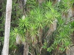 Image result for Yucca gigantea
