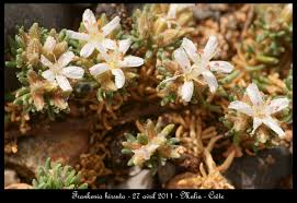 Image result for Mostuea hirsuta