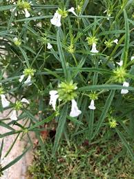 Image result for Leucas