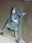 Teacup Chihuahua Puppies For Sale - AKC - Blue Chihuahua ...
