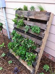 Start to fill the pallet with potting compost, pouring it in from the top until the lowest layer is full. Diy Vertical Pallet Vegetable Garden