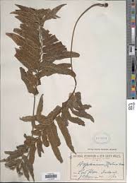 Image result for Asplenium mildbraedii