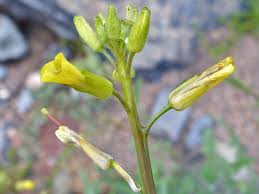 Image result for Sisymbrium orientale
