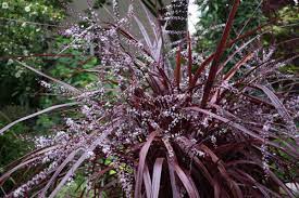 Cordyline X Jured Festival Burgundy Cordyline Annual Plants Cool Plants Plants