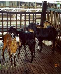 Asal usul dari jenis kambing gibas ekor tipis memang belum diketahui secara pasti, namun yang jelas populasinya terbanyak terdapat di daerah jawa barat dan. Jenis Ternakan Kambing Di Kg Minihas Ranau Sabah Facebook