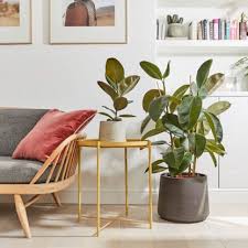 The blooms generally occur during the springtime. 55 Best Indoor Plants For Living Rooms Top Houseplants