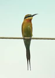 Karnataka Birds Organikos Page 8 Karnataka bird festival is an ultimate platform for 'bird lovers' community across the world to celebrate the birds.