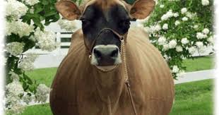 Sulky Metallic Thread 165 Yds Silver 7001 Fabric Decor Fabric Projects Metallic Thread