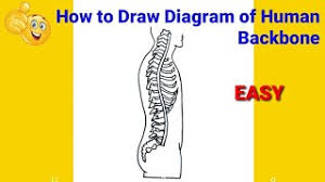 In this article, we'll learn six … How To Draw Human Backbone How To Draw Backbone Step By Step How To Draw Backbone Diagram Youtube