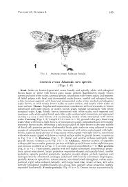 A NEW NEOTROPICAL ANONCIA SPECIES (COSMOPTERIGIDAE) Anoncia is a New World  genus with 31 species known from the SW United States