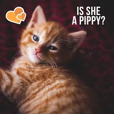 Or view cute cat names for girls instead. 250 Best Ginger Cat Names Pethelpful