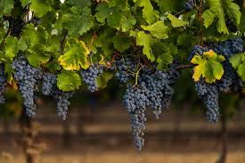 Image result for Medium Cabernet 1990 Tracer